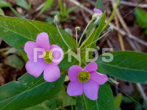 Flower Stock Photos