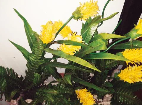 Flower Stock Photos
