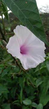 Flower Fotos de archivo