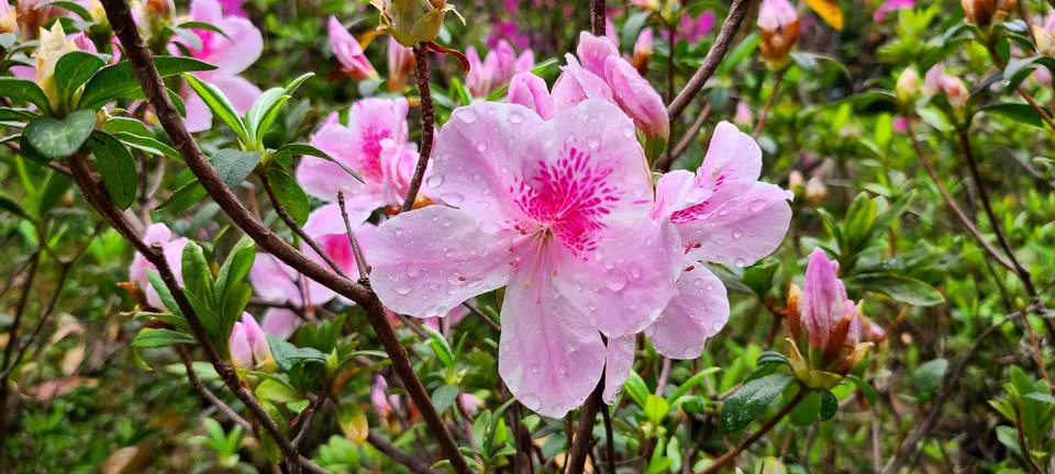Flower Foto stock