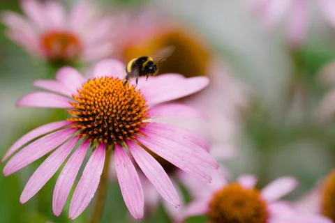Flower Fotos de archivo