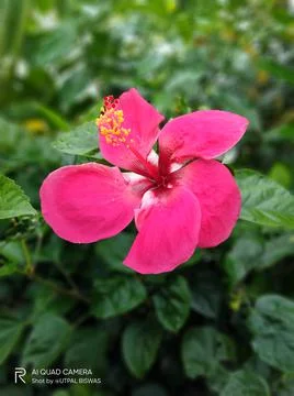 Flower  Stock Photos