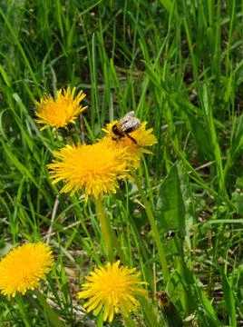 Flower 스톡 사진