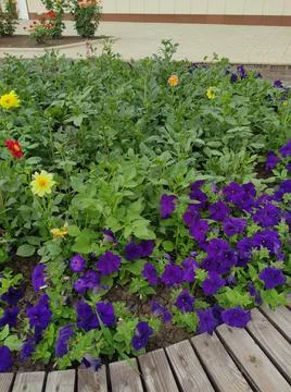 Flower 스톡 사진