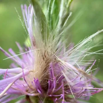 Flower Stock-Fotos