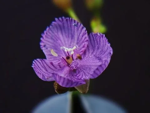 Flower 스톡 사진