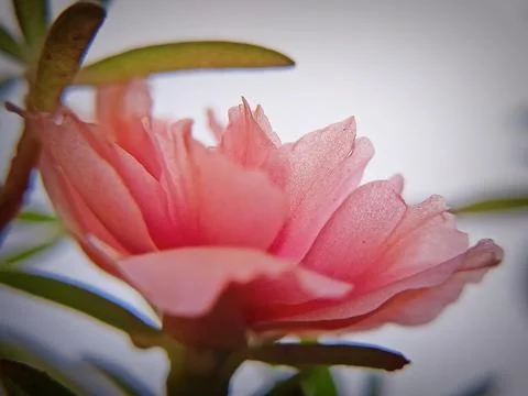 Flower 스톡 사진