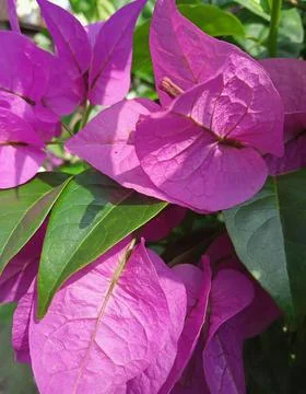 Flower 스톡 사진