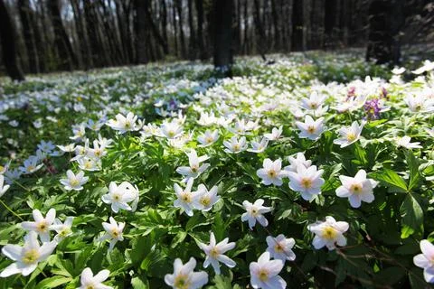 Flower Stock Photos