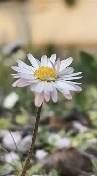 Flower Stock Photos