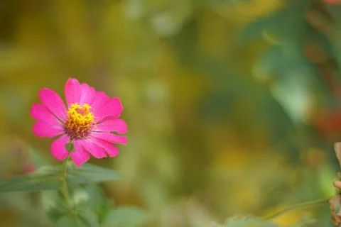 Flower Foto stock