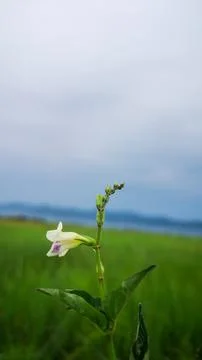 A flower Stock Photos