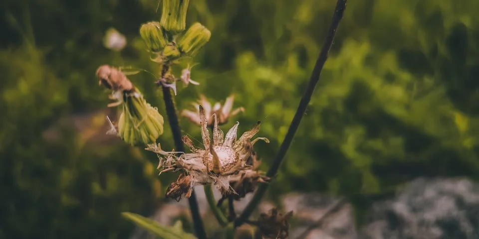 A flower Stock Photos