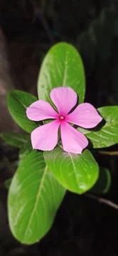 Flower Stock Photos