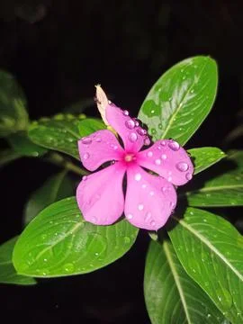 Flower Stock Photos