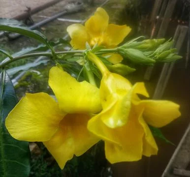 Flower Stock Photos