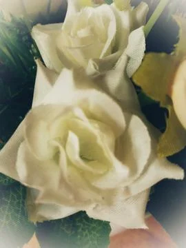 Flower Stock Photos
