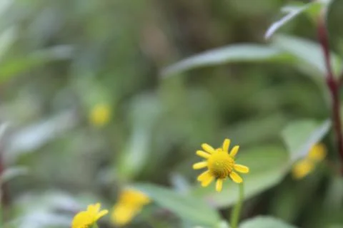 Flower Stock Photos