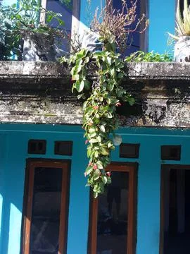 A flower Stock Photos