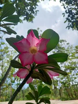 Flower 写真素材