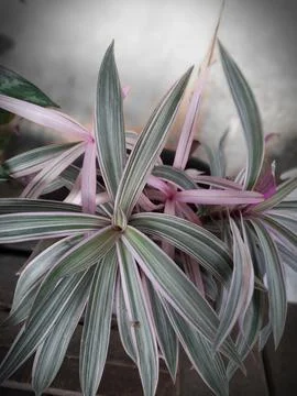 The Flower 库存照片