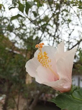 Flower Stock Photos
