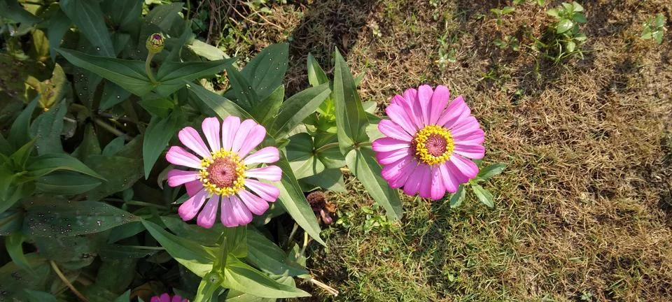 Flower Stock Photos