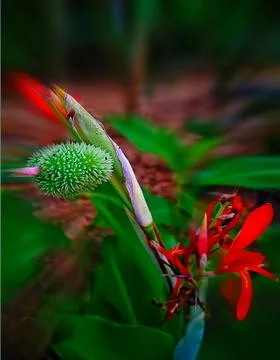 Flower 스톡 사진