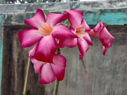Flower Stock Photos