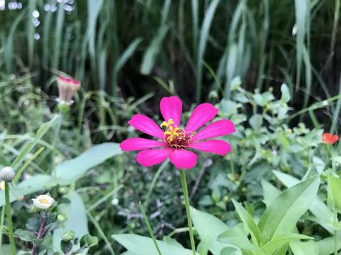 Flower Stock Photos