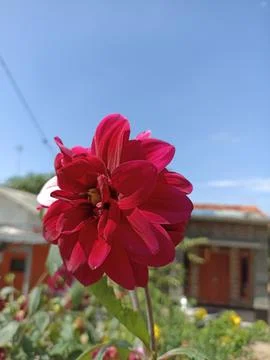 Flower Stock Photos
