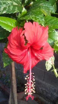 Flower Foto stock