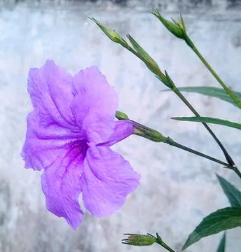 Flower Foto stock