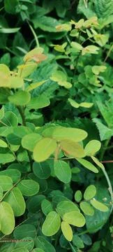 Flower Fotos de archivo