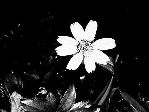 A Flower Stock Photos