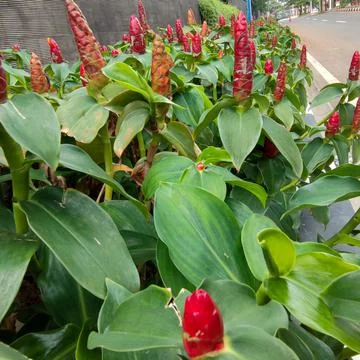 Flower 스톡 사진