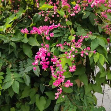 Flower 스톡 사진