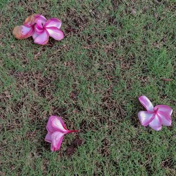 Flower 스톡 사진