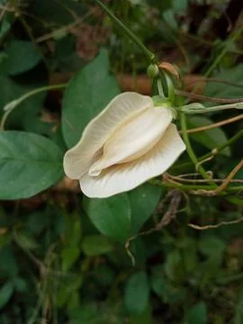 Flower Stock Photos
