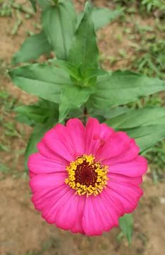 Flower Fotos de archivo