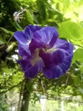 Flower  Foto stock