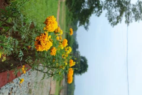 Flower Foto stock