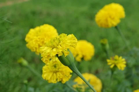 Flower Foto stock