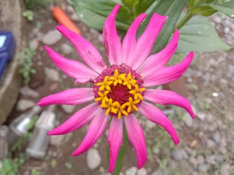 Flower Stock Photos
