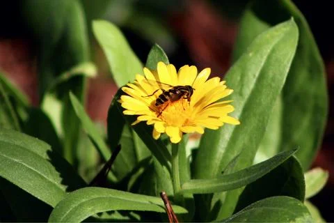 Flower Fotos de archivo