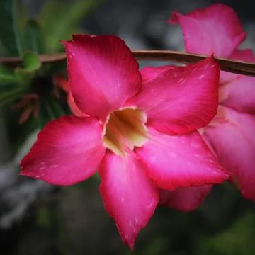 The Flower Stock Photos