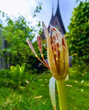 Flower Fotos de archivo