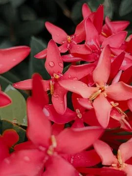 Flower 스톡 사진