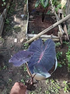 Flower 库存照片