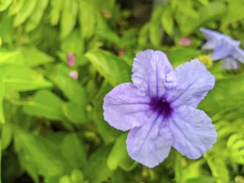 A flower Stock Photos